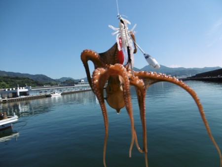 ちょっと渋いオクトパッシング
